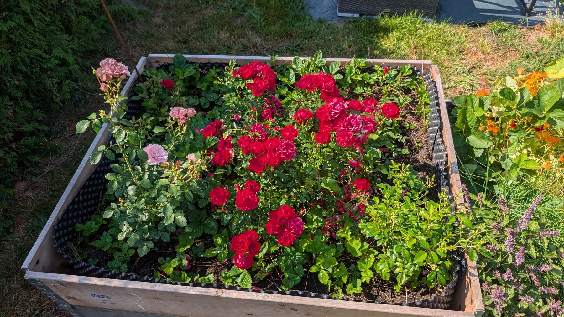 Hochbeet mit roten und rosafarbenen Rosen