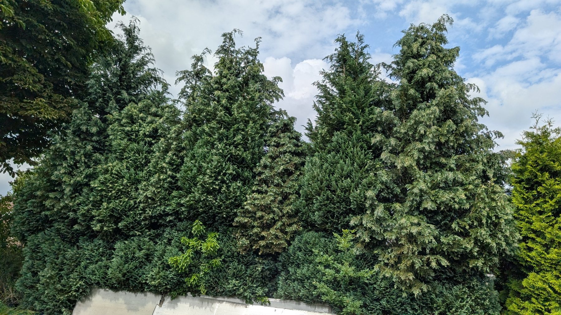 Sehr hohe Nadelgehölze im früheren Garten