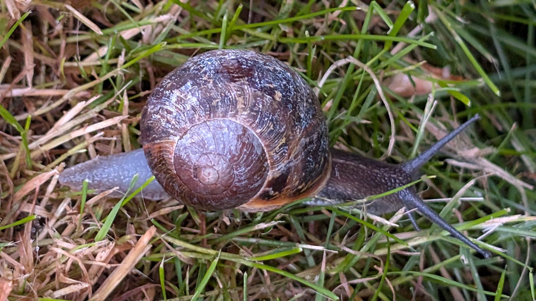 Große Weinbergschnecke im Gras
