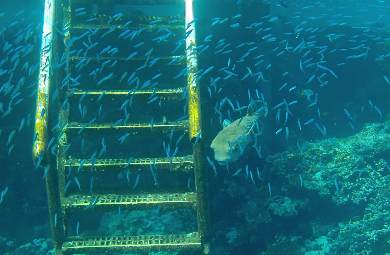 Fischschwarm und Riff unter Wasser