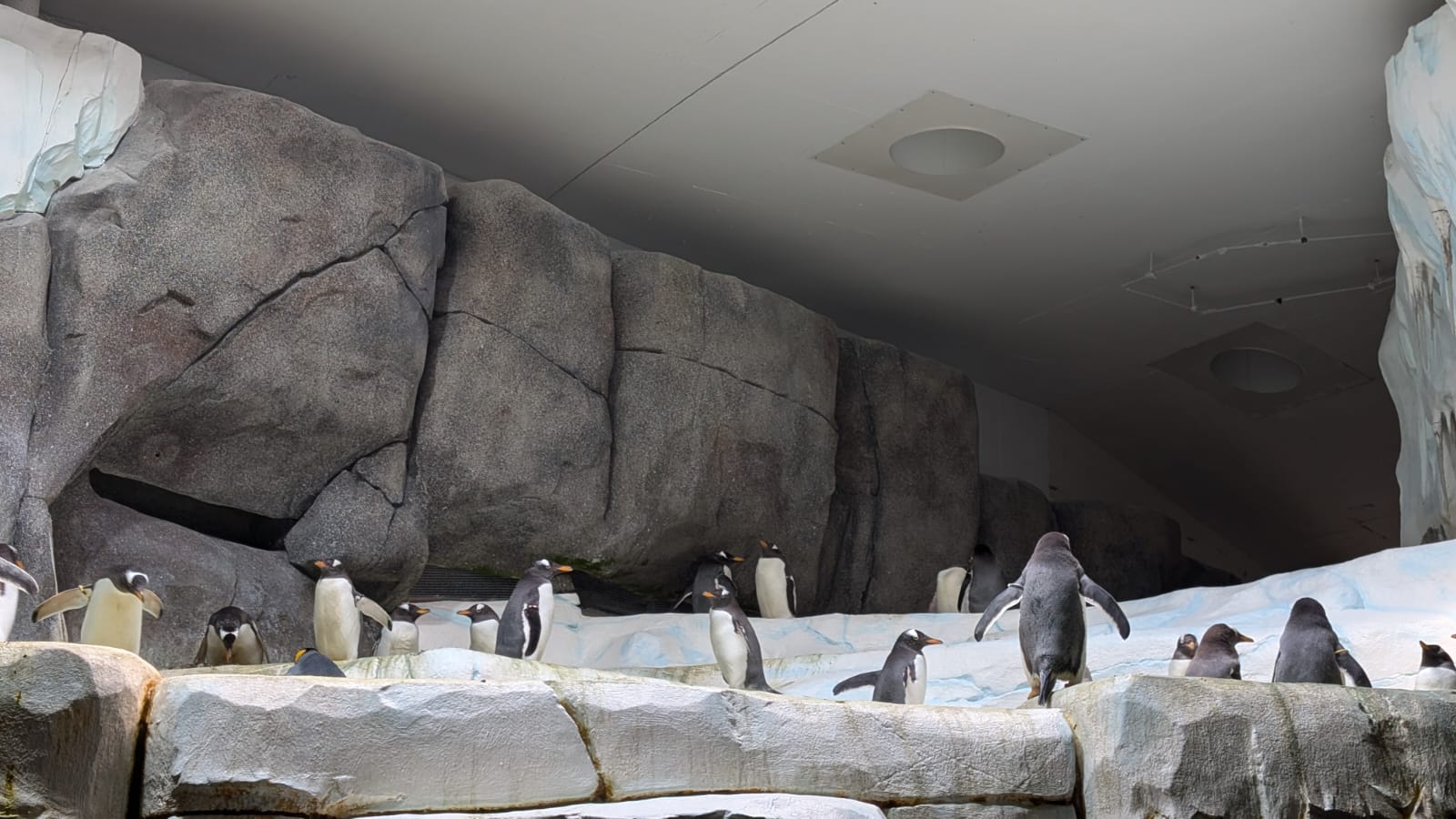 Pinguine in der Polarwelt