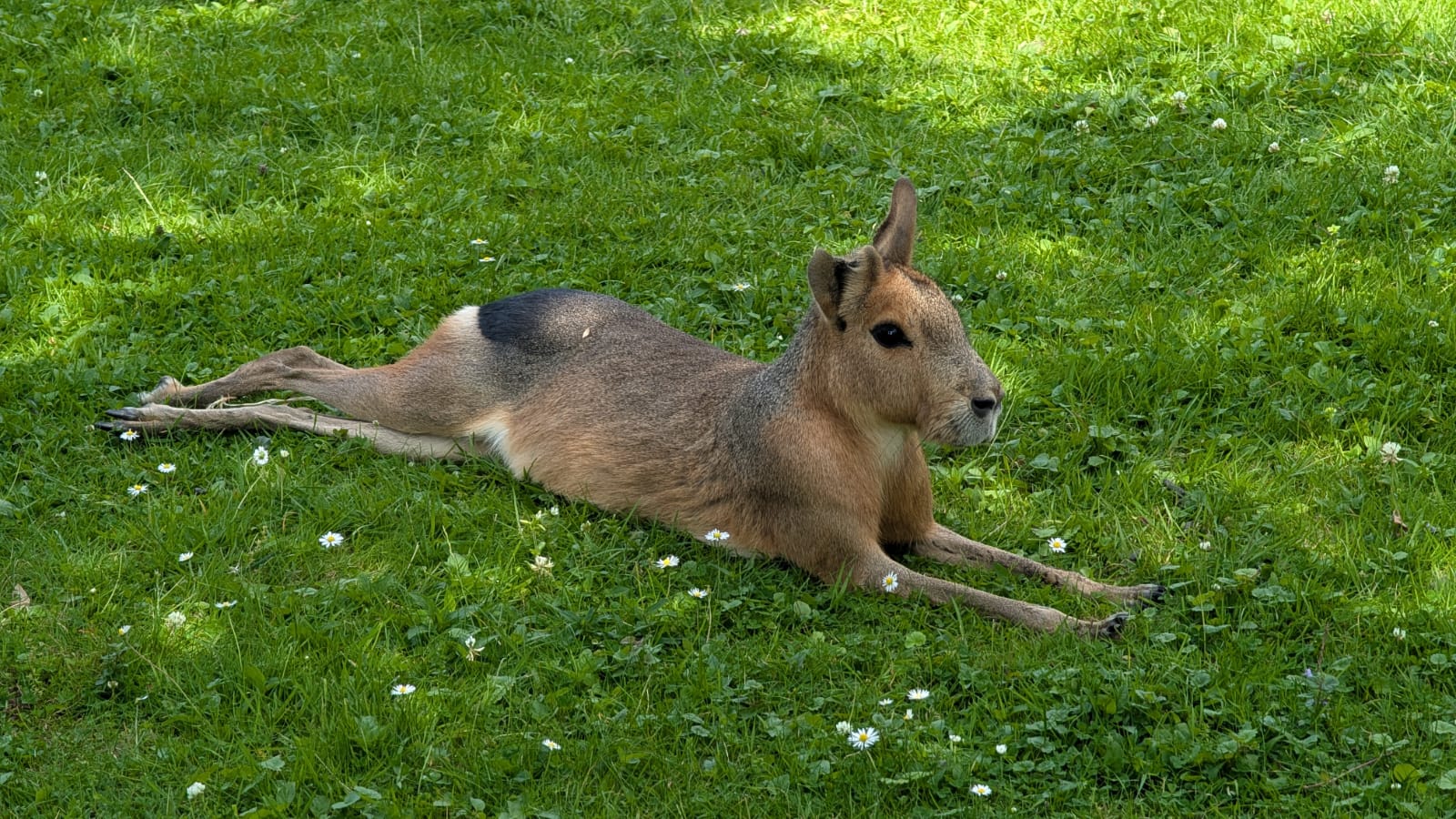 Mara auf einer Wiese