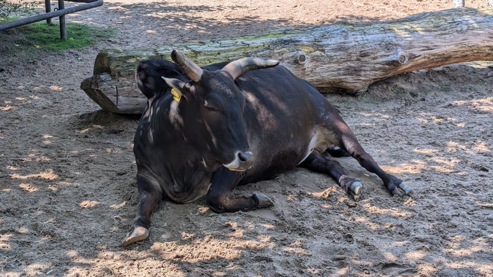Rind im Schatten