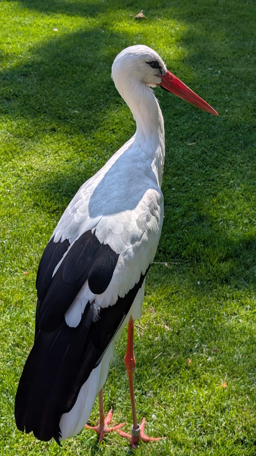 Weißstorch