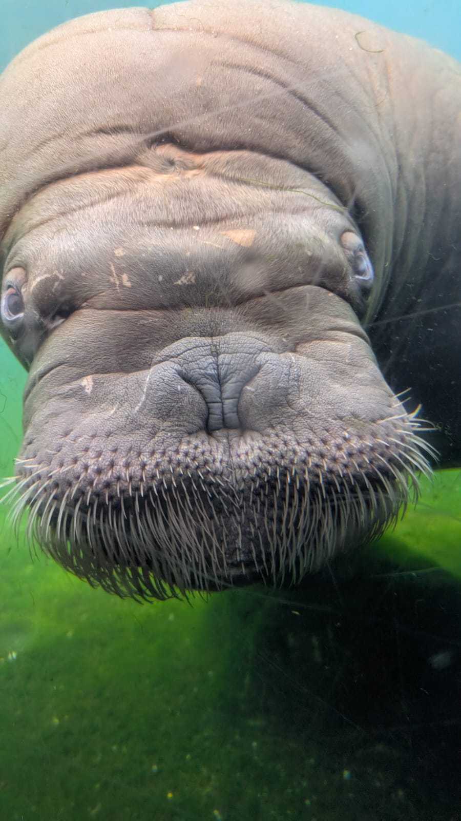 Manati unter Wasser