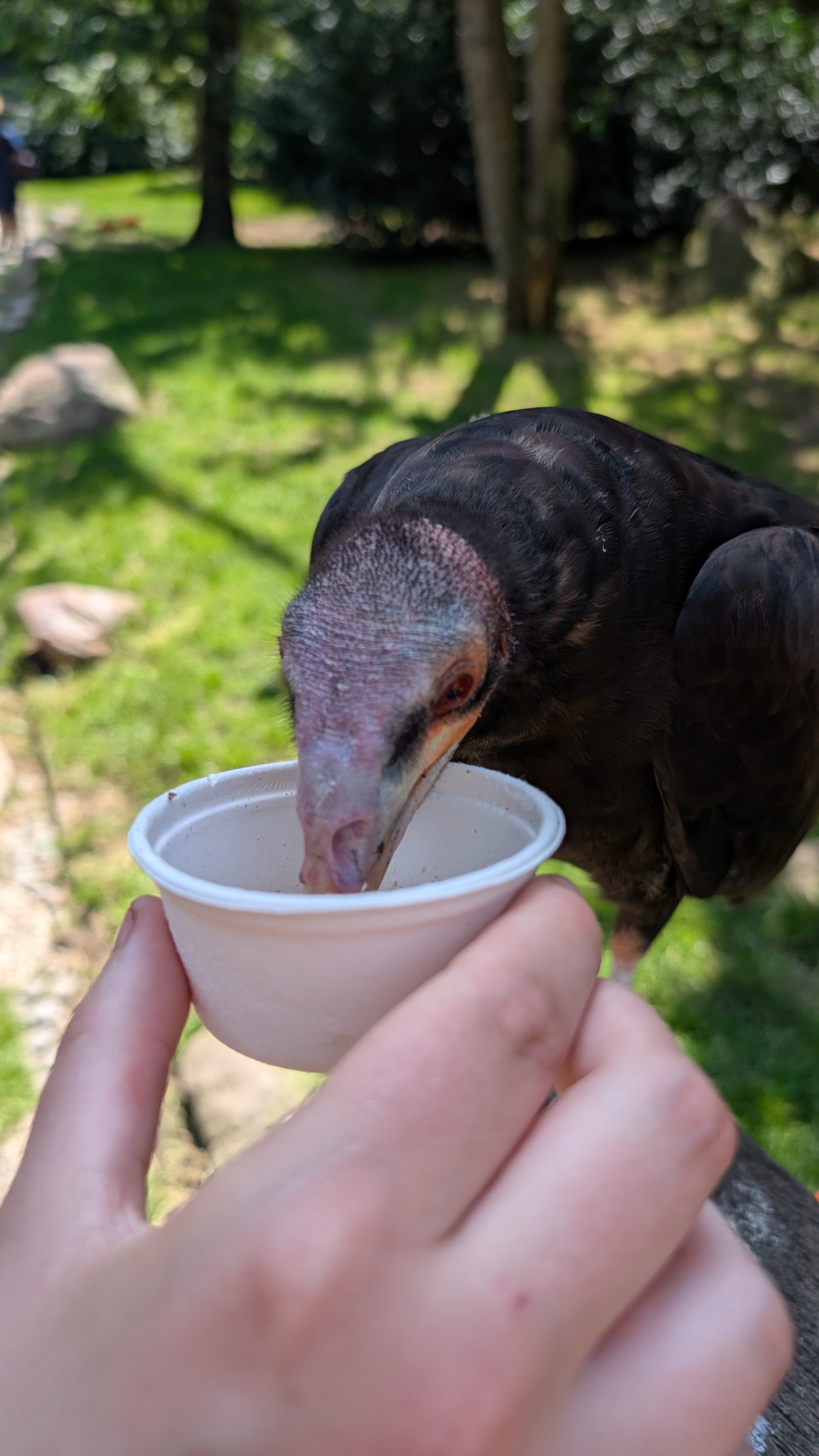 Vogel bei der Fütterung