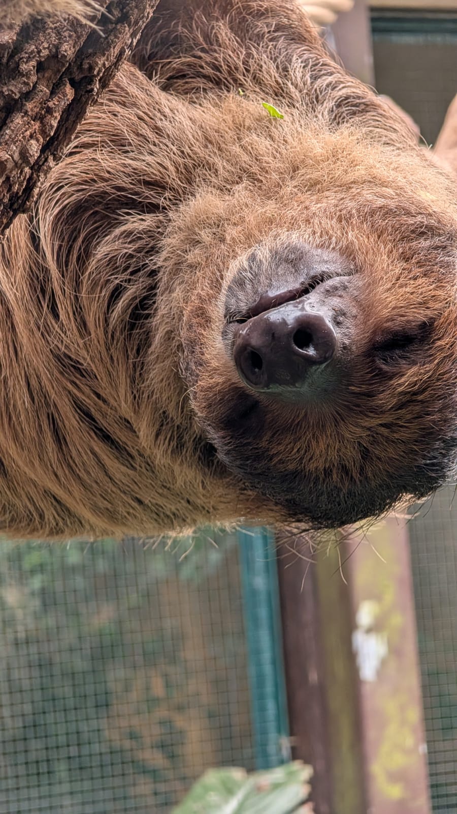 Faultier im Weltvogelpark Walsrode
